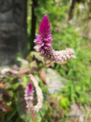 Wall Mural - Closeup shot of an exotic celosia flower under the sunlight