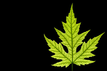 Green maple leaf on a black background.