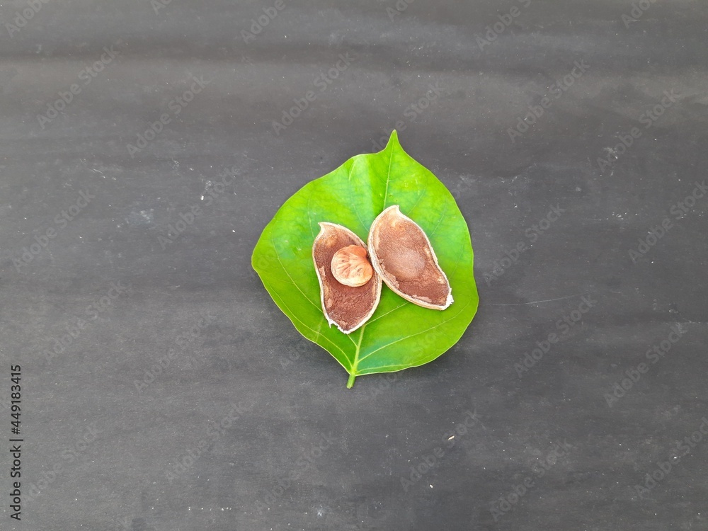 Pongamia Pinnata Tree Roots Millettia pinnata is a species of tree in the pea family, Fabaceae ...