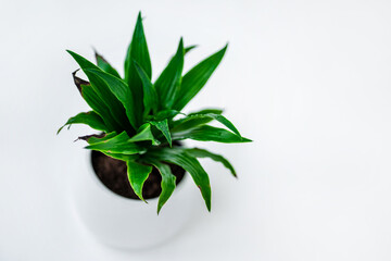 A green house plant in a white pot on the background of a white brick wall. Minimalism