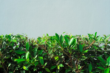 Closeup green leaves of bush with gray wall in background