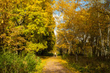 Fototapeta  - Autumn Landscape With Walking Man On Walkway In Park.