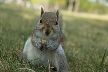 Sticker - Portrait of an adorable gray squirrel with a nut standing on the green grass