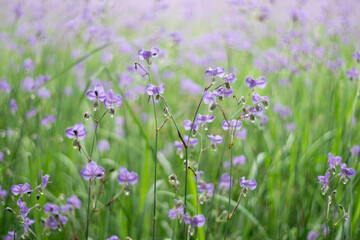 Murdannia giganteum flowers blossom is nature background