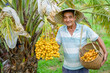 Asian elderly man farmer smiling happily holding fresh yellow dates and harvesting produce in the date palm garden Agricultural Concept: Senior Male Farmer with Fresh Dates