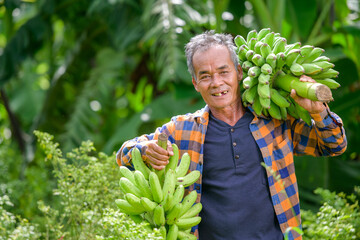 Asian elderly male farmer smiling happily holding unripe bananas and harvesting crops in the banana plantation Agricultural concept: Senior man farmer with fresh green bananas