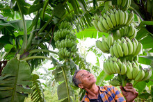 Asian Elderly Male Farmer Smiling Happily Holding Unripe Bananas And Harvesting Crops In The Banana Plantation Agricultural Concept: Senior Man Farmer With Fresh Green Bananas