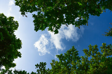 Wall Mural - Beautiful Landscape of Green trees in the national park.