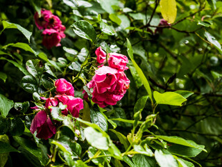 Wall Mural - pink rose in garden