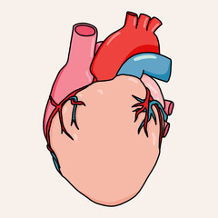 3D Icon Vector Illustration of Human Heart Organ Anatomy Isolated. Medical Concept of Cardiovascular Health