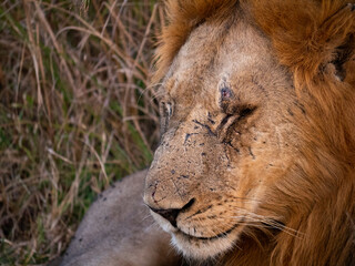 Portrait of male lion in the grass