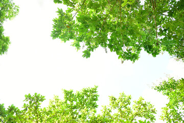 Wall Mural - Beautiful Landscape of Green trees in the national park.