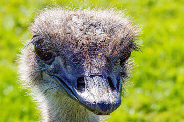 Poster - Ostrich in profile. Discovery wildlife Park, Innisfail, Alberta, Canada