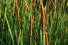Foliage Of Common Bulrush Plant, Also Called Common Cattail, Great Reedmace Or Cumbungi, Latin Name Typha Latifolia, In Summer Afternoon Sunshine. 