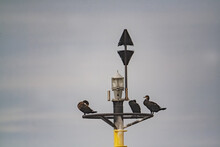 Closeup Shot Of Three Black Baby Storks On Top Of A Street Light
