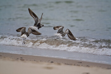 Poster - Closeup shot of three seabirds flying near the sea wave