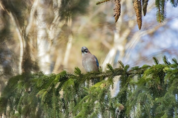 Wall Mural - Closeup shot of a cute bird Blue Jay standing on the tree branch