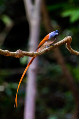 Wall Mural - Asian Paradise Flycatcher,beautiful bird in tropical forest