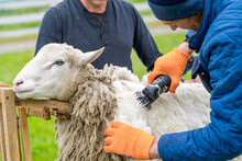 Sheep Wool Shearing By Farmer. Scissor Shearing The Wool From Sheep.