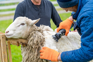 Sheep wool shearing by farmer. Scissor shearing the wool from sheep.