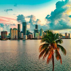 Wall Mural - city skyline at sunrise Miami Florida Brickell beautiful palms buildings sea sky clouds  travel  