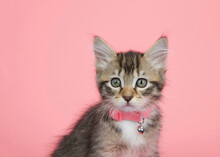 Portrait Of A Brown And White Tabby Kitten Wearing A Pink Collar With Bell Looking Directly At Viewer With Curious Expression. Pink Background With Copy Space.