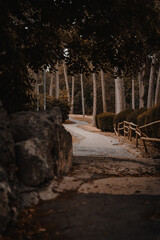 vertical shot of a path in a pa