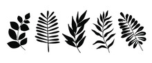 Set Of Beautiful Leaves Plants, Leaves, Plant Design. Vector Illustration 10. 