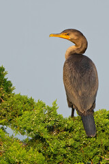 Wall Mural - Double-crested Cormorant Standing in a Tree