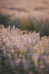 Wall Mural - close up of lavender