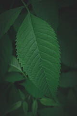 Wall Mural - dark green leaves background abstract green texture