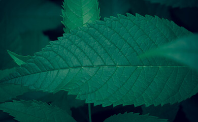 Wall Mural - dark green leaves background abstract green texture