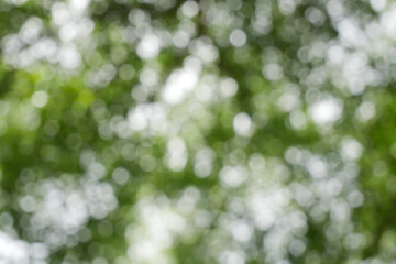 Wall Mural - spring bokeh nature abstract background green leaves blurred, beautiful in the spring or summer