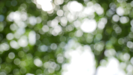 Wall Mural - spring bokeh nature abstract background green leaves blurred, beautiful in the spring or summer