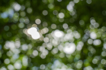 Wall Mural - spring bokeh nature abstract background green leaves blurred, beautiful in the spring or summer