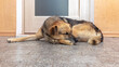 © Volodymyr - Big brown dog sleeping in a room on the floor