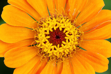 Wall Mural - zinnia peruviana