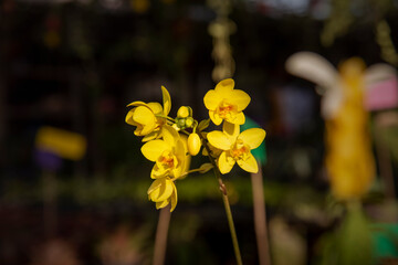 Wall Mural - Close-up blooming yellow orchid ground flowers. (Scientific name Spathoglottis plicata Blume)