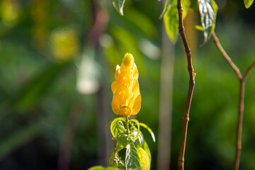 Wall Mural - Yellow flower, Pachystachys lutea, known by the common names lollipop plant and golden shrimp plant