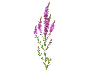 Wall Mural - Purple loosestrife wild flower isolated on white, Lythrum salicaria