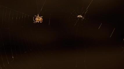 Spider on a web, close-up