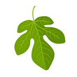 Green fig leaf in vector icon
