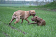 © shymar27 - Two ferocious American pit bulls are fighting on the field.