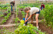 © JackF - Cute little girl working with family on backyard garden at warm day, digging soil using trowel