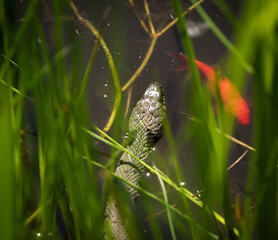 Sticker - Closeup shot of a snake in a lake