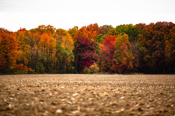 beautiful autumn red, yellow and green fall colored trees at the edge of a harvest corn field_07