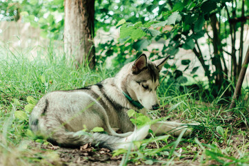 Poster - Closeup shot of a cute dog in a garden