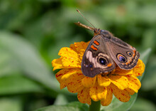 Buckeye Butterfly Close-up On Flower With Green Background