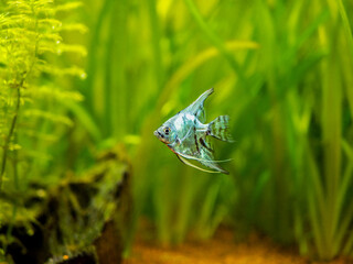 Canvas Print - Blue angelfish in tank fish with blurred background (Pterophyllum scalare)