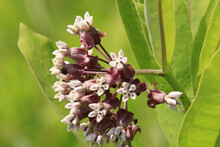 Closeup Shot Of Milkweed With Blurred Background